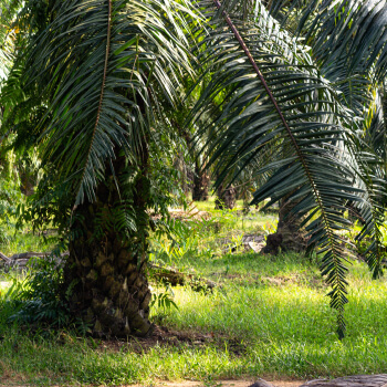 2022-sustainability-report-extractora-de-sur-de-casanare