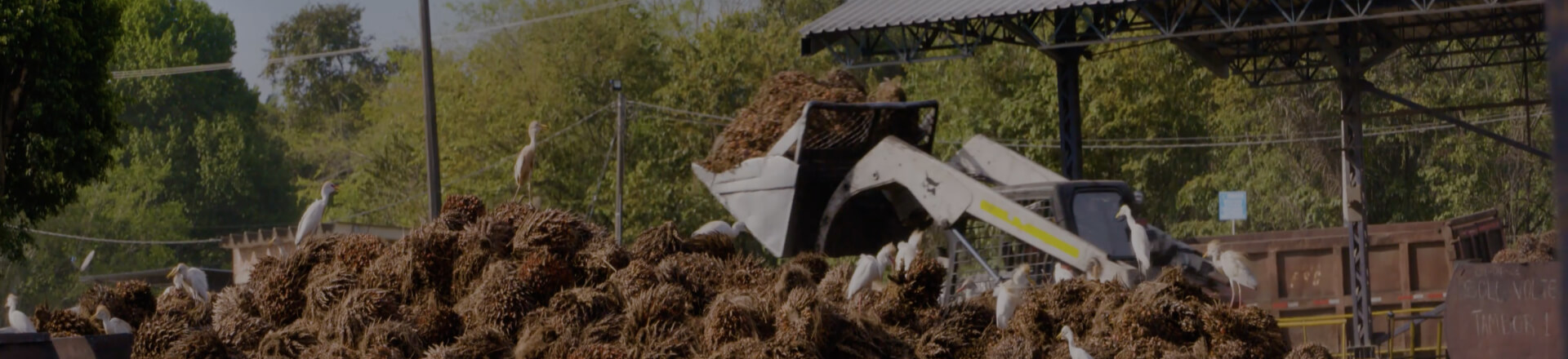 banner-aliados-extractora-de-sur-de-casanare-aceite-de-palma-colombia