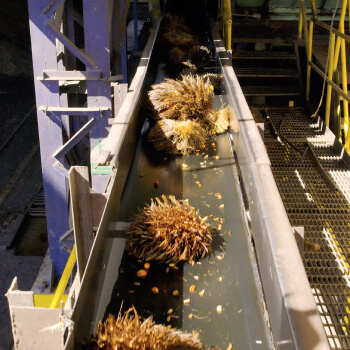 derechos-trabajadores-extractora-sur-del-casanare-aceite-de-palma