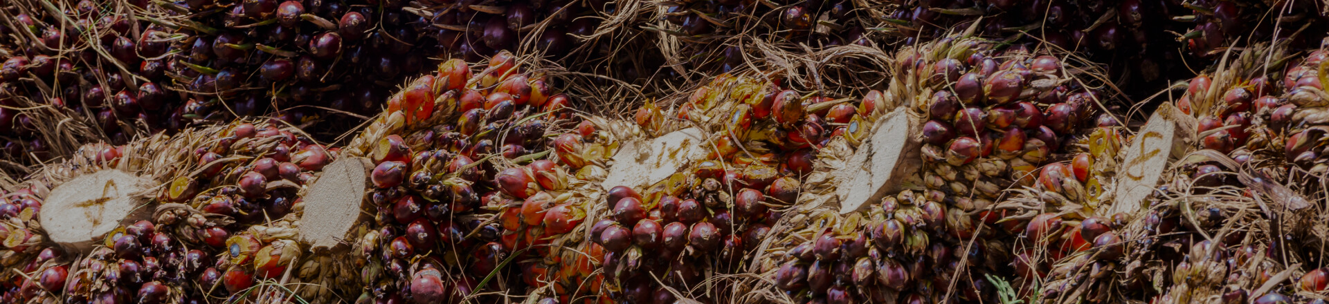 reportes-de-sostenibilidad-banner